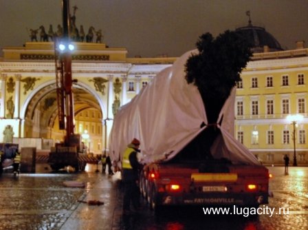 В ночь на 1 декабря на Дворцовой площади выросла елка!