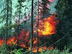 Наблюдать за лесами региона будут видеокамеры, а справляться с пожарами - новая техника