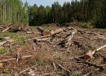 В Чоловском лесничестве незаконно вырубили почти 100 гектаров леса