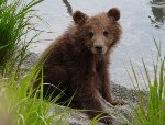 На острове в Ладожском озере ищут медвежонка, оставшегося без мамы