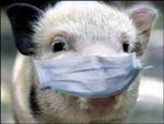 В Кировске выявлен факт продажи мясопродуктов, зараженных африканской чумой свиней