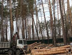 Землями лесного фонда ведает губернатор