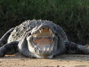 В Ленобласти поселится детеныш нильского крокодила