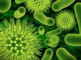 Бактерии в тосненской земле