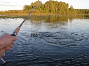 В Ленинградской области вводится запрет на ловлю некоторых видов рыб