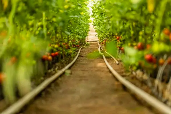 Посев томатов в январе – преимущества и недостатки